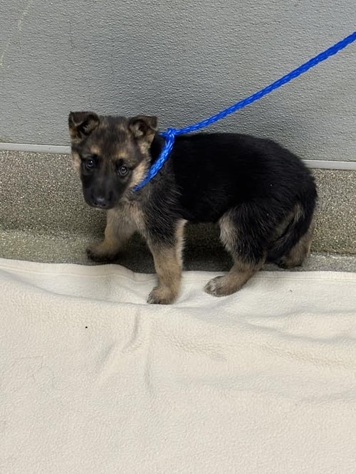 *MARTINA - German Shepherd Dog available for adoption