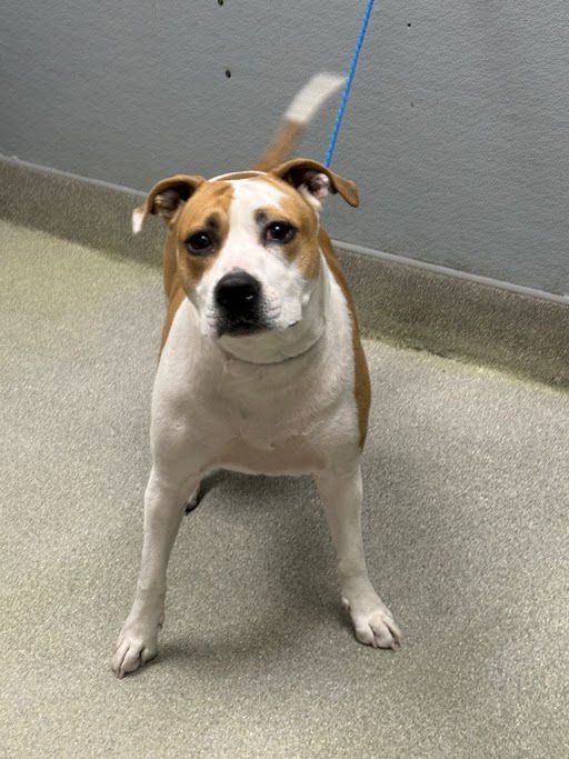 CALI - Pit Bull Terrier available for adoption