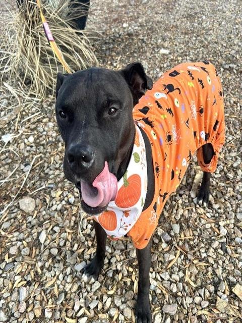 *RONNY - Pit Bull Terrier for adoption in North Las Vegas