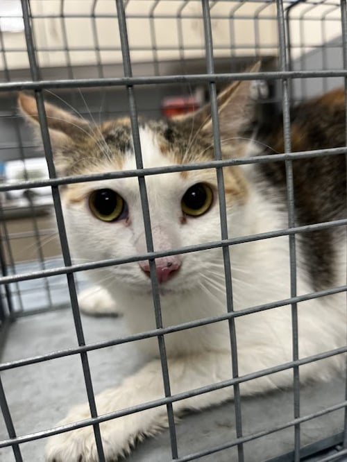*PRINCESS DI - Domestic Short Hair for adoption in Las Vegas