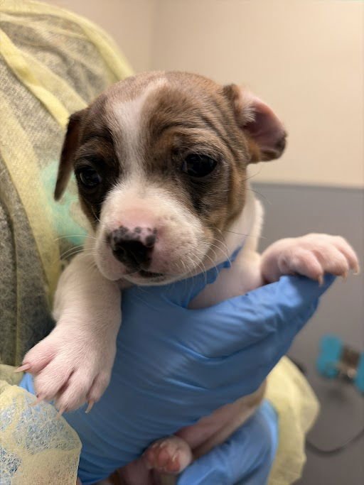 *MAGGIE - Terrier available for adoption