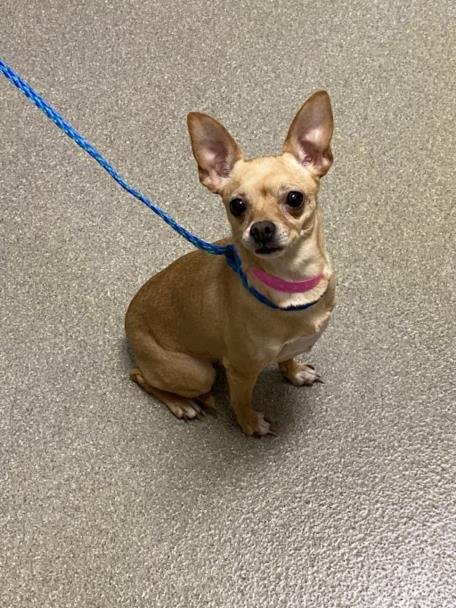 *MELE - Chihuahua available for adoption