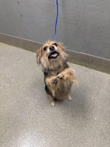 HARLEY QUINN - Terrier available for adoption