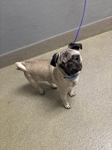 *BUTCH - Pug available for adoption