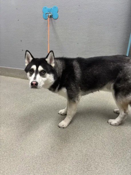 *SWIPER - Siberian Husky available for adoption