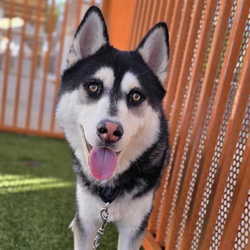 *SWIPER - Siberian Husky available for adoption