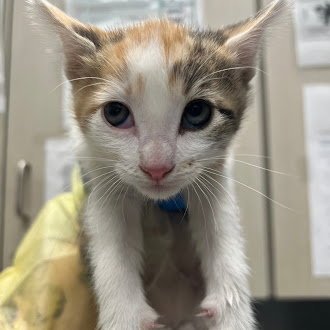 *SUE - Domestic Short Hair available for adoption