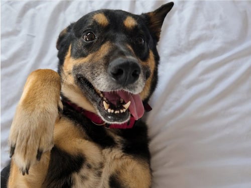 *QUAZI - German Shepherd Dog available for adoption