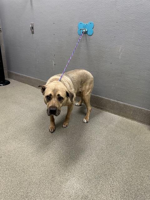 *LUCY DEVITO - Pit Bull Terrier available for adoption