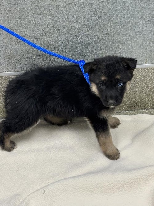 A1417110 - German Shepherd Dog available for adoption