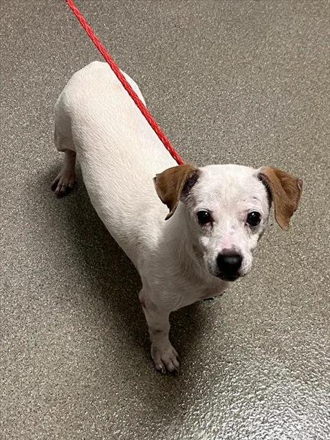 *BOB ROSS - Terrier available for adoption