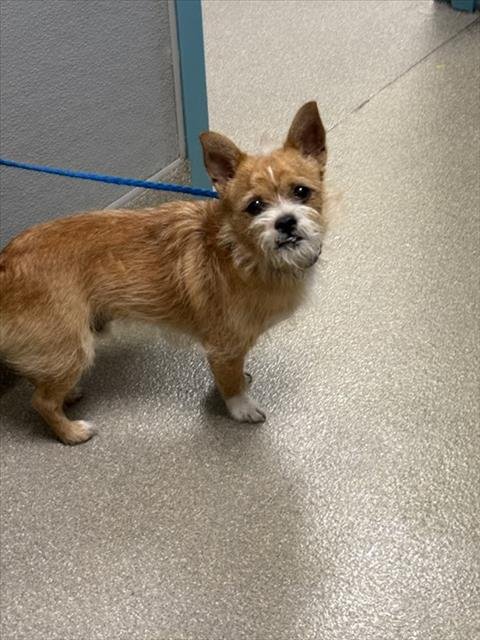 *ALFONSO - Terrier available for adoption