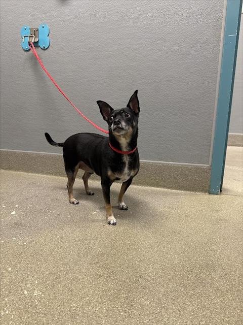 PUPPY 2 - Chihuahua available for adoption