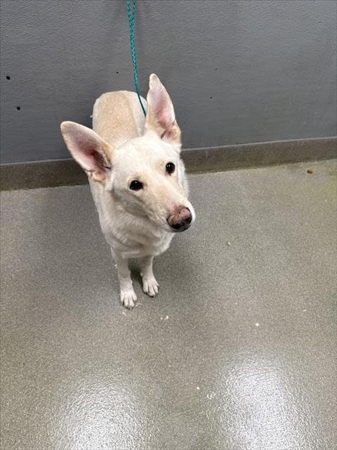 STORMY - German Shepherd Dog available for adoption