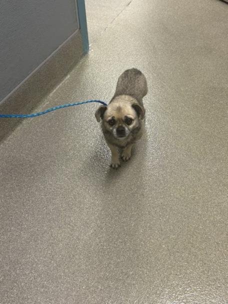 *LIL LEO - Chihuahua / Pug available for adoption