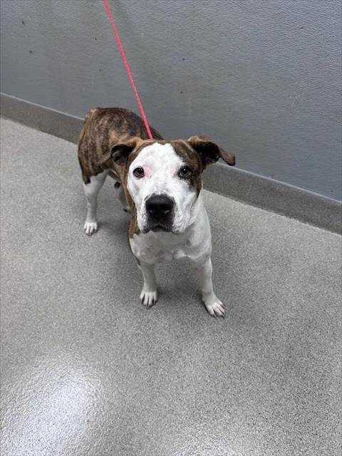 *BABY BACK RIB - Pit Bull Terrier available for adoption