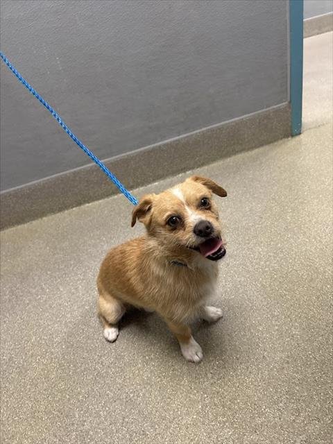 CHURRO - Terrier available for adoption