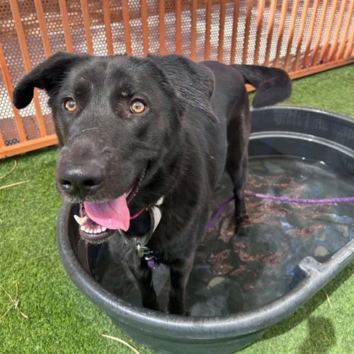 OLIVE - Labrador Retriever available for adoption