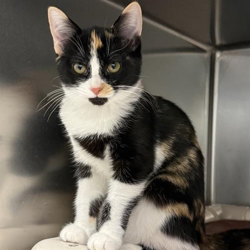 *CIDER - Domestic Short Hair available for adoption