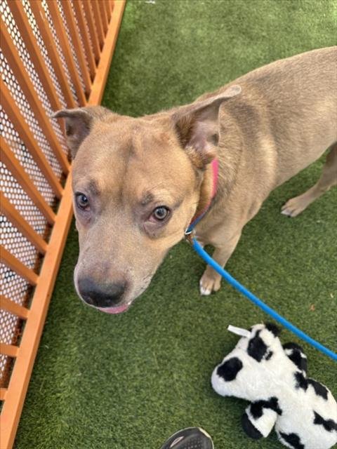 BEAR - Belgian Shepherd Malinois / American Pit Bull Terrier available for adoption