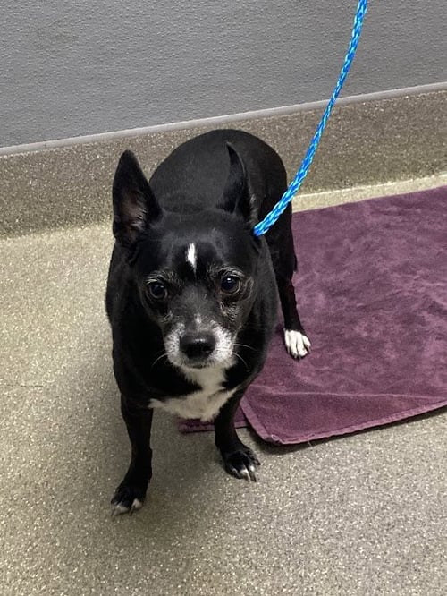 *PAPA JOHN - Chihuahua available for adoption