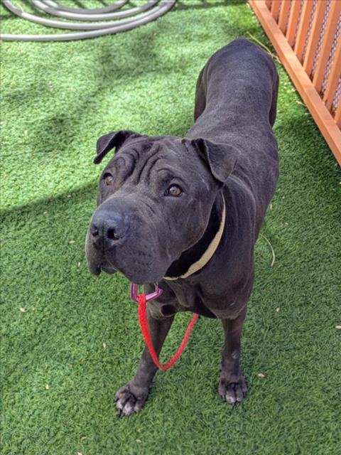 *KALOOUH - Chinese Shar-Pei available for adoption