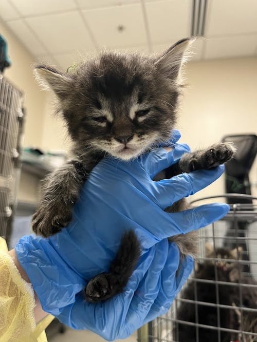 *MARVIN - Domestic Medium Hair available for adoption