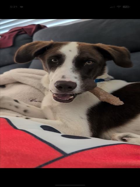 BABY J - Husky / Dalmatian available for adoption