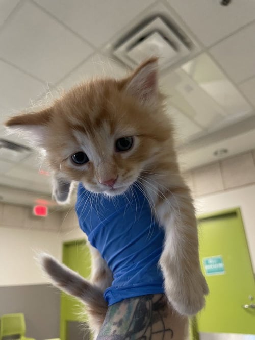 *JOLLY - Domestic Short Hair available for adoption