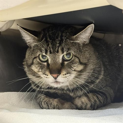 *SUPER MAN - Domestic Short Hair for adoption in North Las Vegas