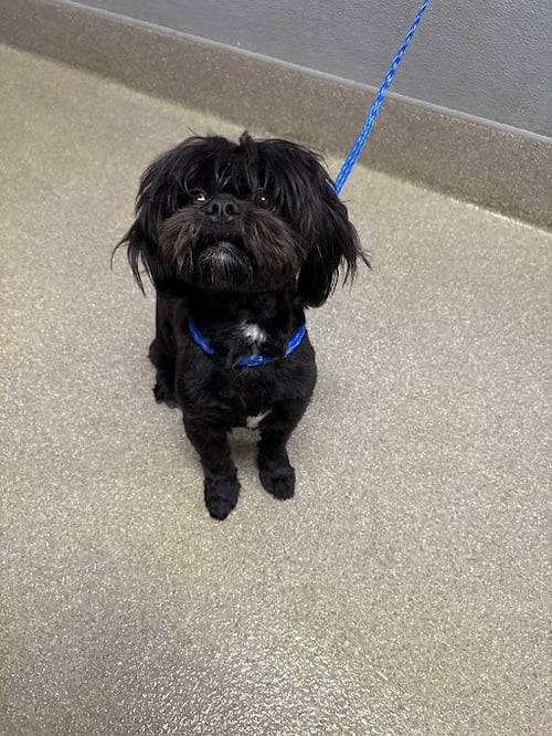 *BABY BOO - Shih Tzu available for adoption