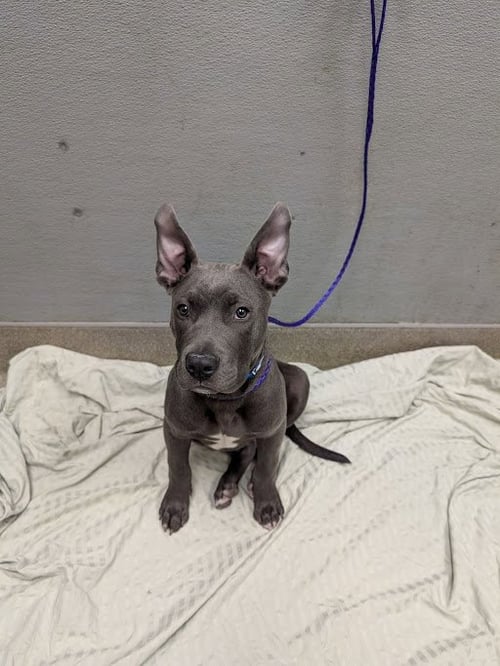 *MARTIN - Pit Bull Terrier available for adoption