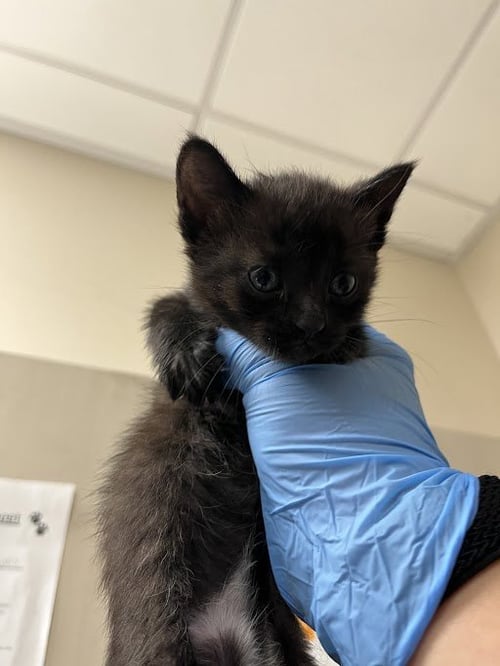 *JUNEAU - Domestic Short Hair available for adoption