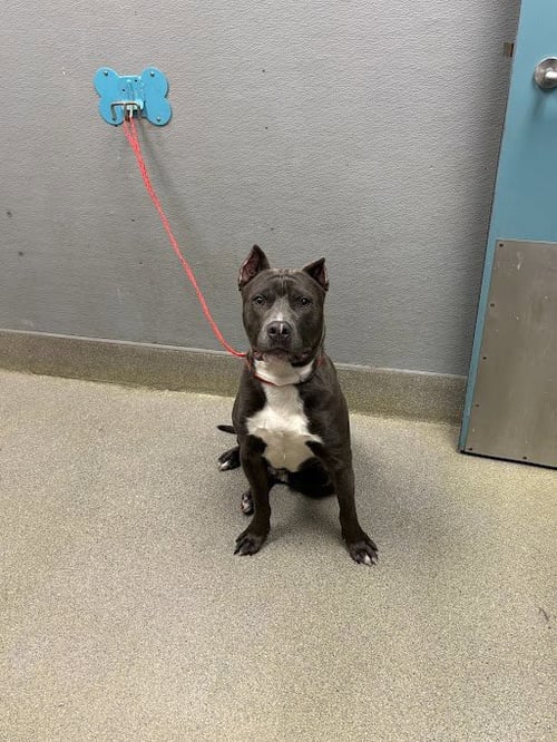 PANCHO - Cane Corso Mastiff available for adoption