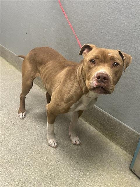 TAY - Pit Bull Terrier available for adoption