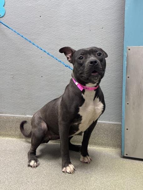 CATAI - Pit Bull Terrier available for adoption