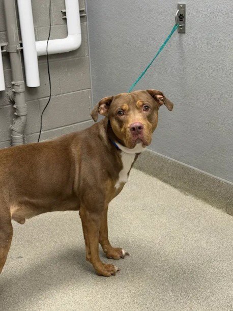 JJ - Pit Bull Terrier available for adoption