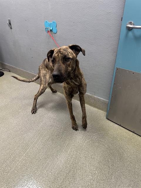 *SCOOB - Cane Corso Mastiff available for adoption