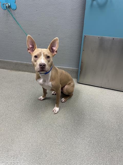 ZEUS - Pit Bull Terrier available for adoption