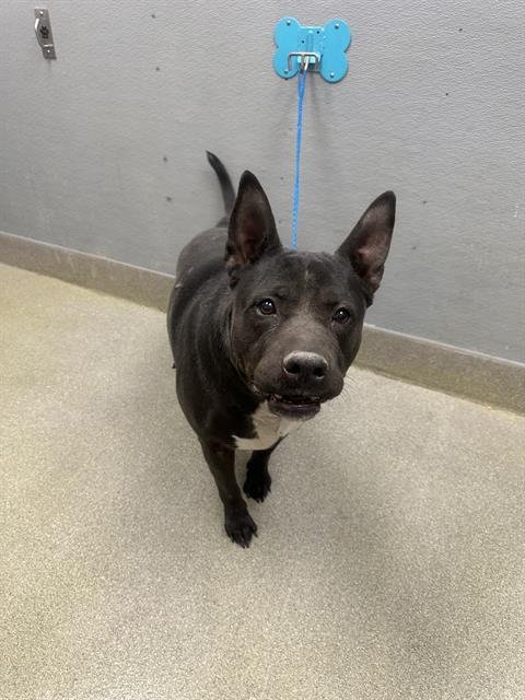 *HAN SOLO - Pit Bull Terrier available for adoption