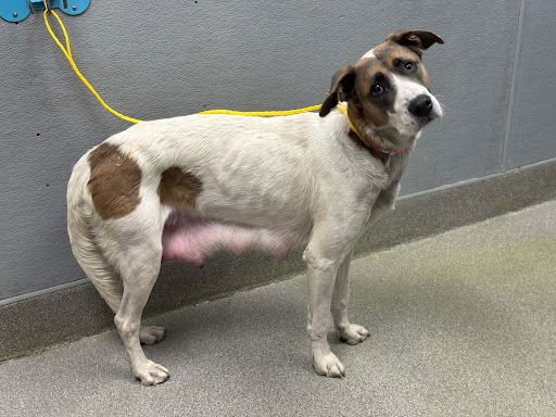 *LUCINDA - Pointer available for adoption