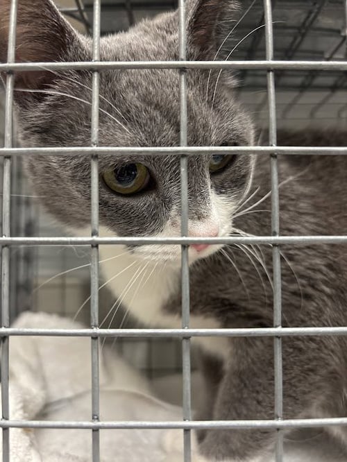 *GRIMACE SHAKE - Domestic Short Hair available for adoption