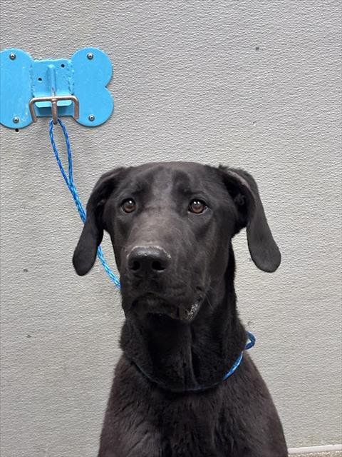 *BUDDY B - Labrador Retriever / Great Dane available for adoption