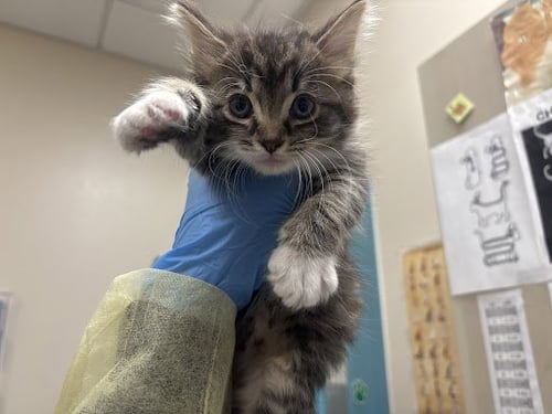 *LADDLE - Domestic Short Hair available for adoption