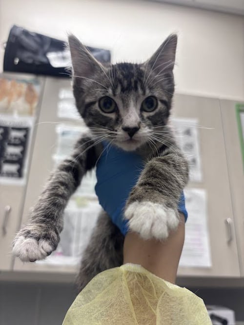 *PLUTO - Domestic Short Hair available for adoption