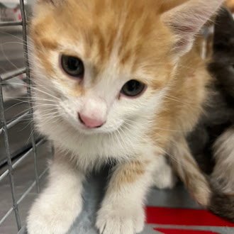 *BRICK - Domestic Short Hair available for adoption