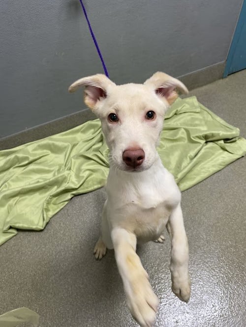 *KANEKOA - Golden Retriever available for adoption