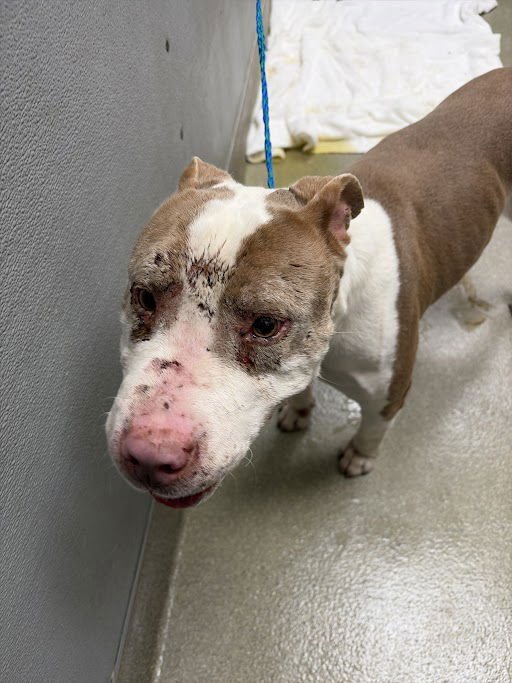 *CALEB - Pit Bull Terrier available for adoption