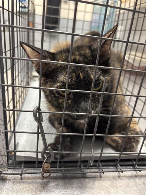 *CASIE - Domestic Short Hair available for adoption