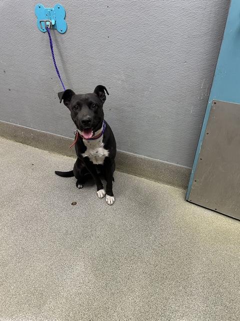 BABY - Pit Bull Terrier available for adoption